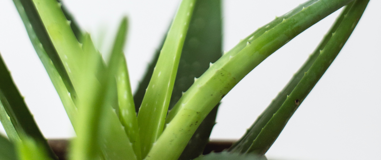 The 'Silent Healer' is also in our Pink Clay Face Mask!